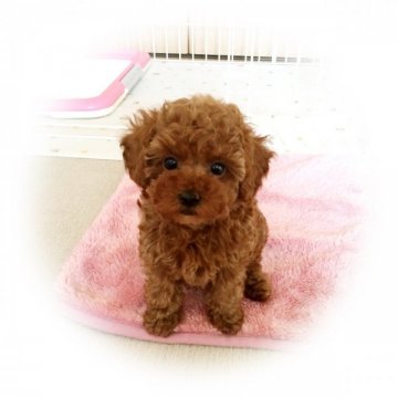 トイプードル(タイニー)【岩手県・男の子・2015年1月23日・レッド】の写真「良血♪元気で可愛い男の子です」