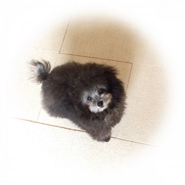 トイプードル(トイ)【岩手県・男の子・2015年1月12日・シルバー】の写真「血統◎ お顔◎ 性格◎ 1.5kg予想」