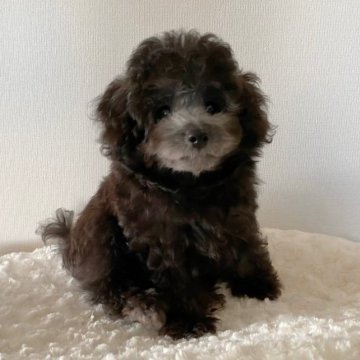 トイプードル(タイニー)【岩手県・男の子・2023年6月23日・シルバー】の写真「可愛い男の子♡」