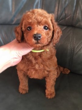 トイプードル(タイニー)【岩手県・男の子・2016年9月24日・レッド】の写真「綺麗☆良血統☆PRAクリア」