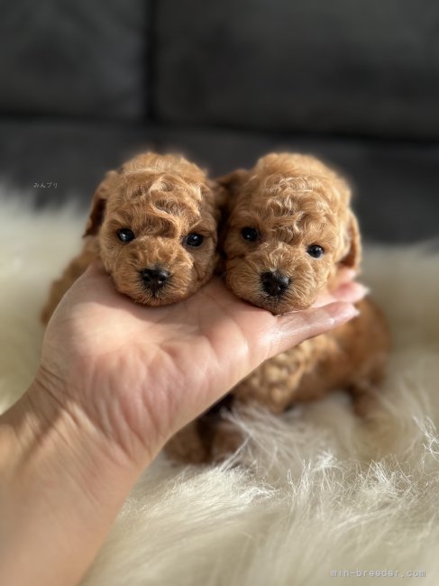 横山舞ブリーダーのブログ：可愛い過ぎるパピー達😊