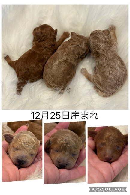 横山舞ブリーダーのブログ：明けましておめでとうございます🧡