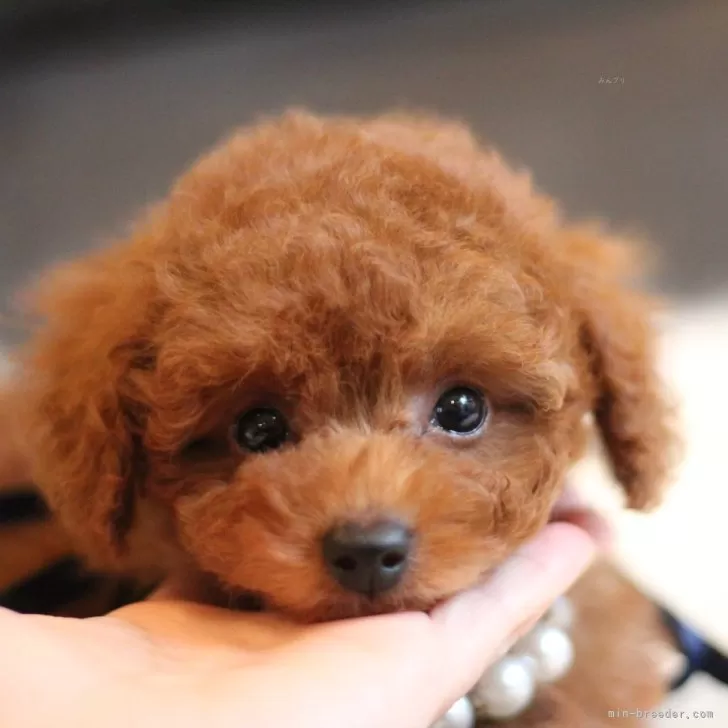 ID:2503-03941の子犬