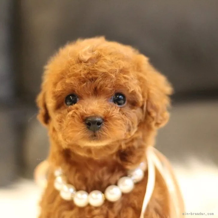 ID:2503-04143の子犬