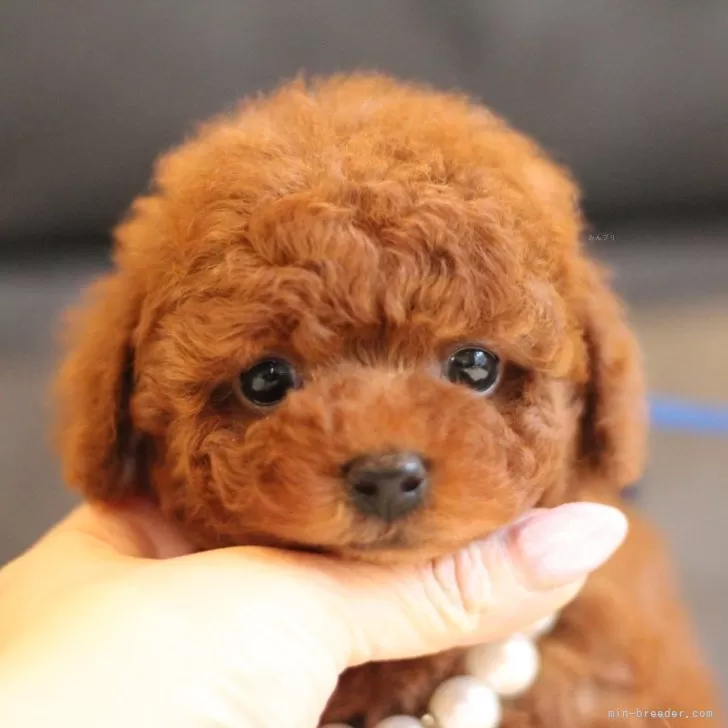 ID:2503-00759の子犬