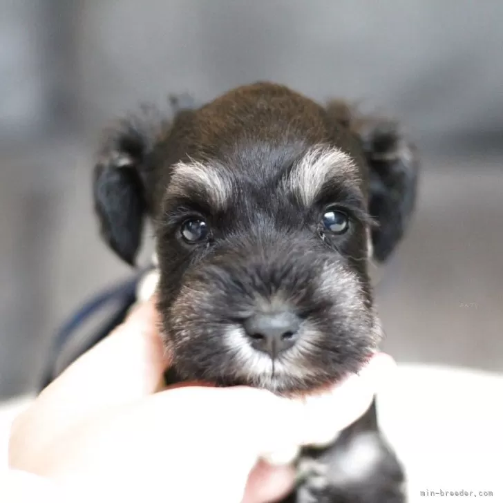 はに丸 様のお迎えした子犬