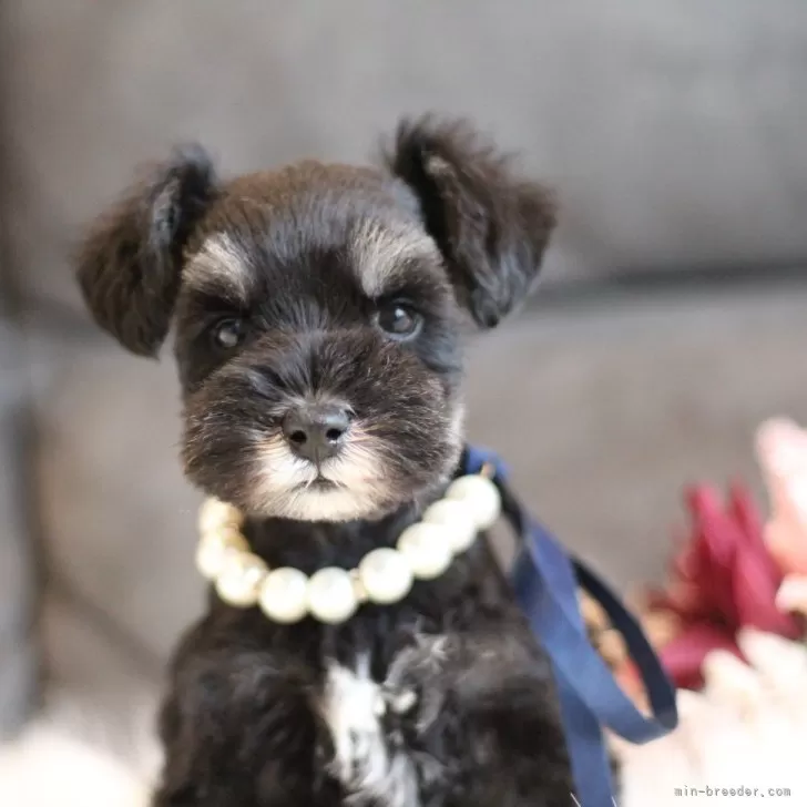 ID：2501-08181の子犬