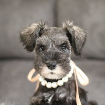 ミニチュアシュナウザー【千葉県・女の子・2025年8月29日・ソルト&ペッパー】の写真「巣立ち訓練完了✨直ぐにお迎え出来ます🥰」