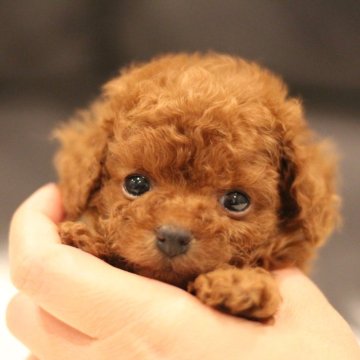 トイプードル(ティーカップ)【千葉県・男の子・2025年1月25日・レッド】の写真「とっても元気で懐っこい🥰」
