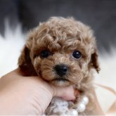 トイプードル(ティーカップ)