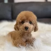 ティーカッププードル