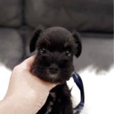 ミニチュアシュナウザー