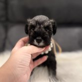 ミニチュアシュナウザー