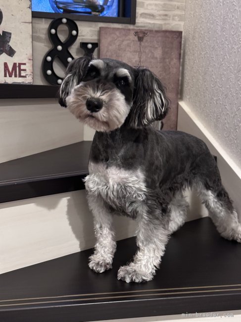 ミニチュアシュナウザー【・女の子・2021年1月20日・ブラックシルバー】