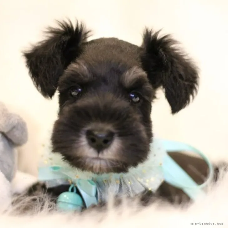 ID：2310-03761の子犬