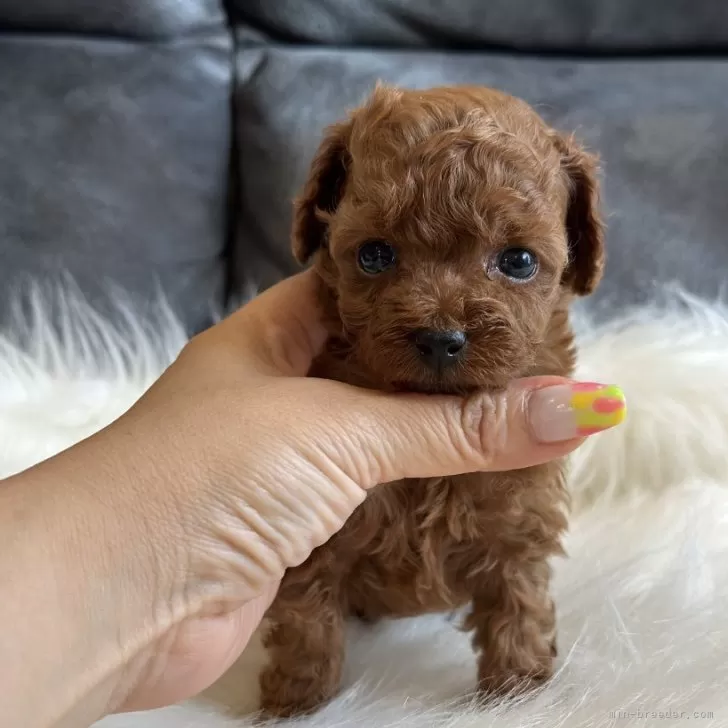 ID：2407-06470の子犬