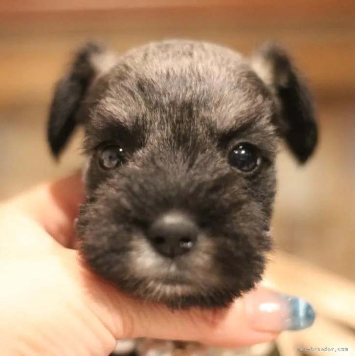 ID：2211-03816の子犬