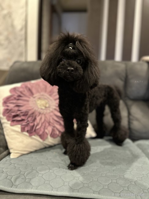 トイプードル【・女の子・2022年11月17日・ブラック】