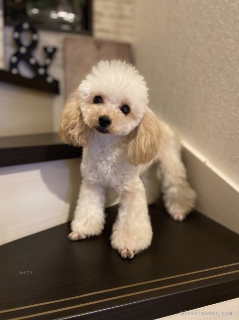 トイプードル【・女の子・2022年1月1日・アプリコット】