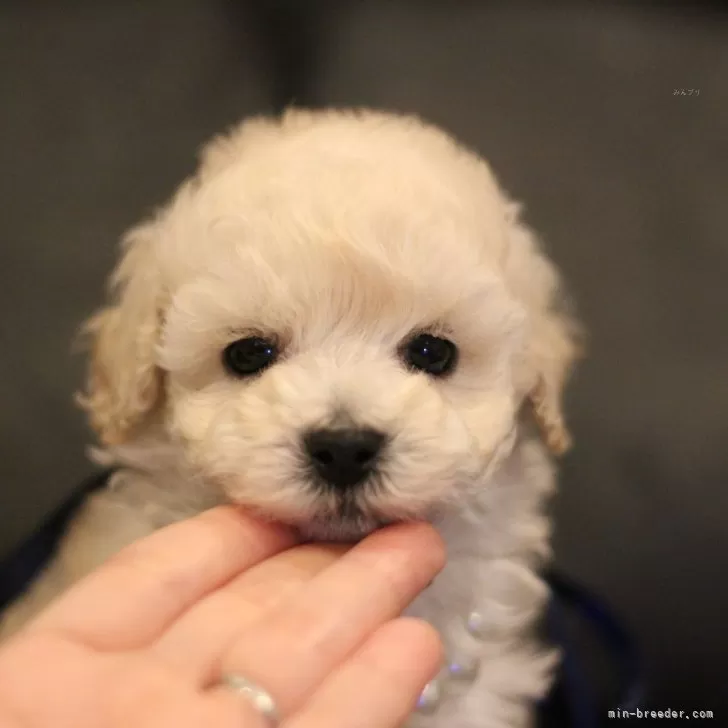 ID:2404-02877の子犬