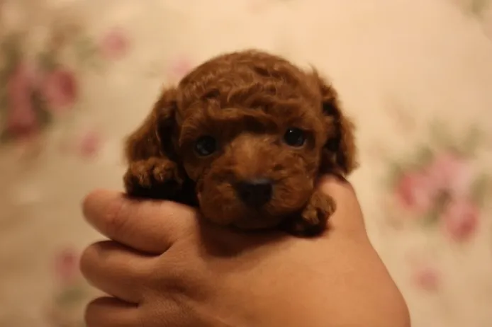 ID：1307-00491の子犬