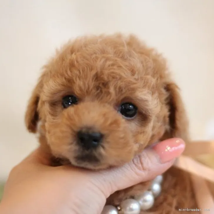 ID:2307-01987の子犬