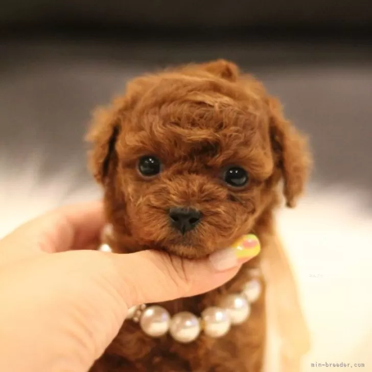 ID：2407-07110の子犬