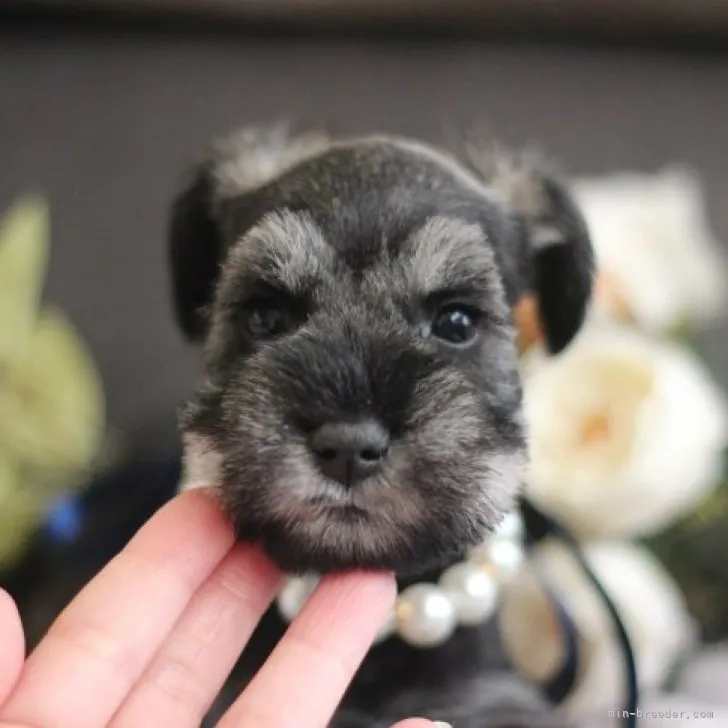 ID：2302-04625の子犬