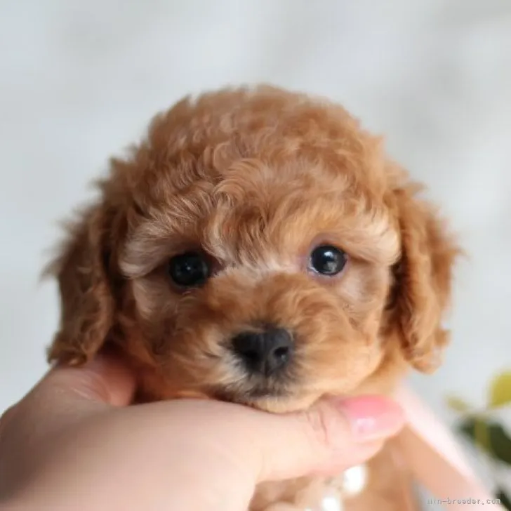 H.E 様のお迎えした子犬