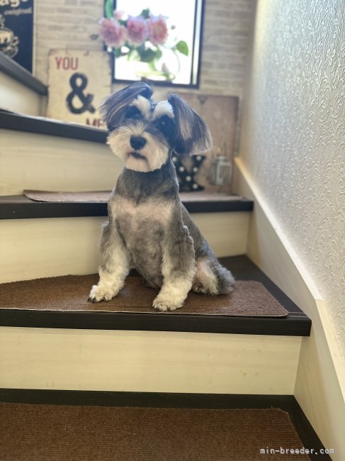 ミニチュアシュナウザー【・女の子・2022年1月5日・ブラック&amp;シルバー】