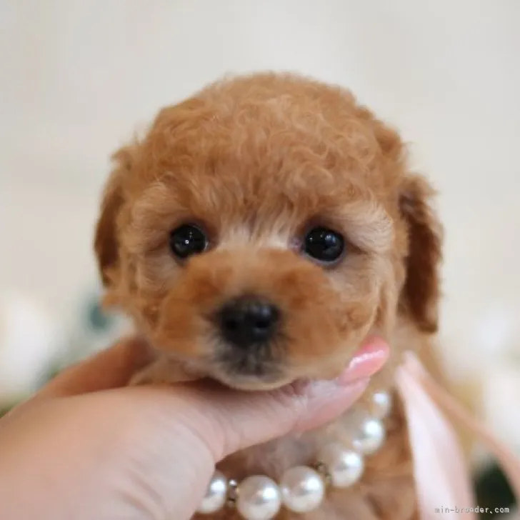 ID:2307-01982の子犬