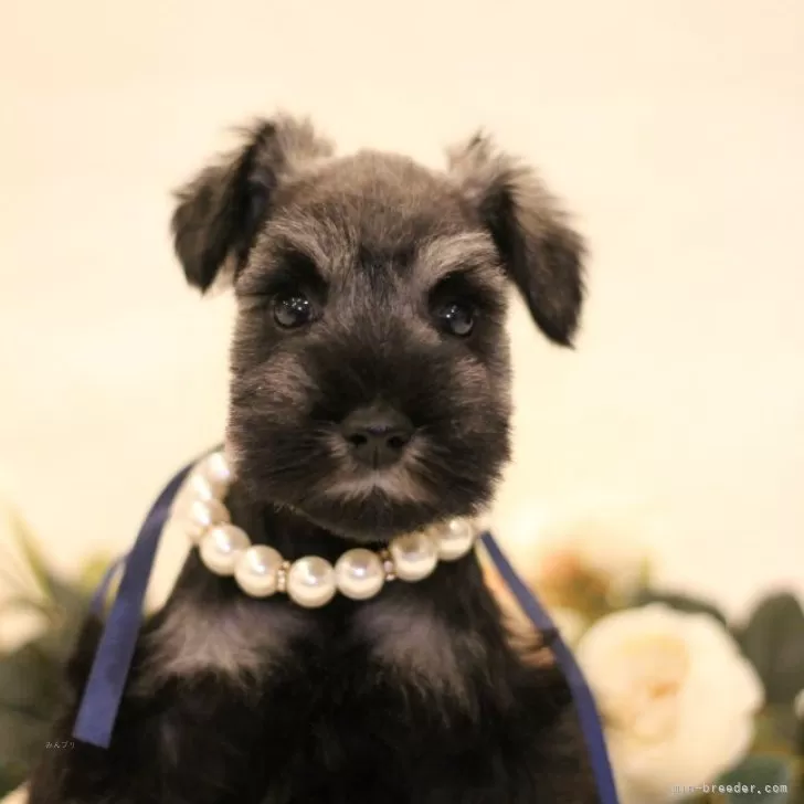 ID:2312-04545の子犬