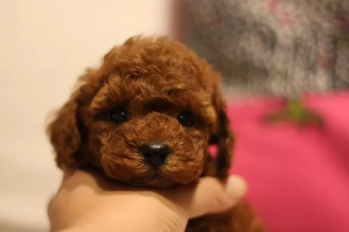 ID：1505-00905の子犬