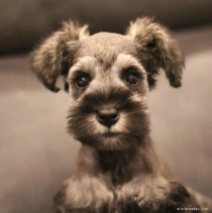 とらんぷママ 様のお迎えした子犬