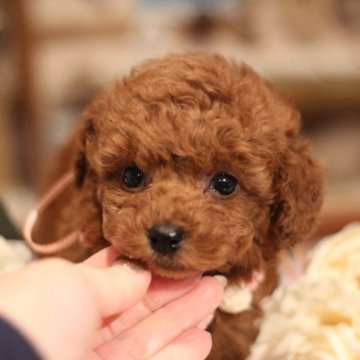 トイプードル(タイニー)【千葉県・女の子・2022年12月5日・レッド】の写真「小振りなタイニー予想の可愛い娘❤️」