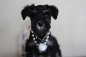 ミニチュアシュナウザー【千葉県・女の子・2012年8月6日・ブラック&シルバー】の写真「」