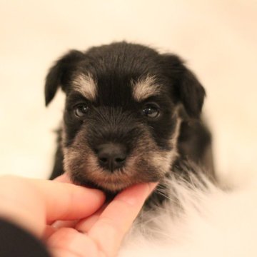 ミニチュアシュナウザー【千葉県・男の子・2024年2月9日・ブラック&シルバー】の写真「父チャンピオン　良血統の男の子🥰」