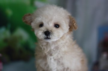 トイプードル(トイ)【千葉県・男の子・2012年12月27日・クリーム(ティーサイズ)】の写真「」