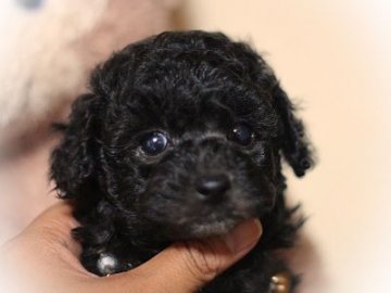 トイプードル(トイ)【千葉県・男の子・2012年9月6日・シルバー】の写真「」