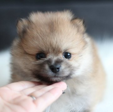 ポメラニアン【千葉県・男の子・2024年3月10日・オレンジ】の写真「毛量たっぷりゴージャスな王子様✨」