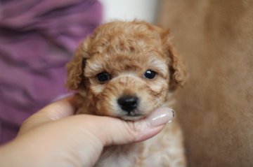 トイプードル(タイニー)【千葉県・男の子・2022年5月18日・アプリコット】の写真「ふんわりカラーの女の子顔の男の子💙」