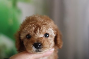 トイプードル(トイ)【千葉県・男の子・2013年1月22日・アプリコット】の写真「」