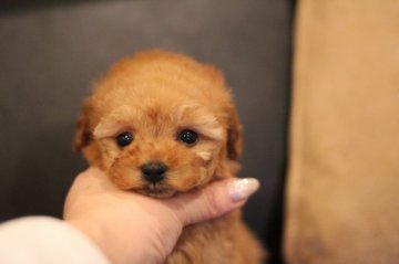 トイプードル(ティーカップ)【千葉県・女の子・2022年1月1日・レッド】の写真「可愛いお顔の小さな女の子」
