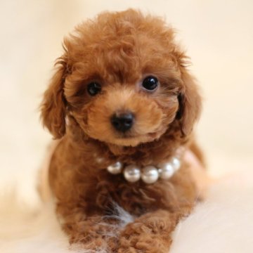 トイプードル(タイニー)【千葉県・女の子・2024年1月11日・レッド】の写真「小振りなタイニーサイズの女の子💕」