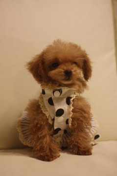 トイプードル(トイ)【千葉県・女の子・2012年12月27日・レッド(ティーカップサイズ)】の写真「」