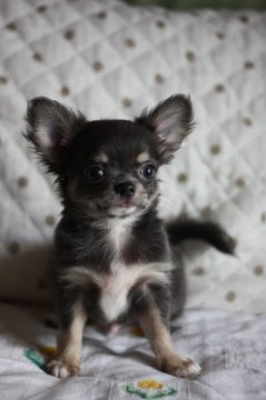 チワワ(ロング)【千葉県・男の子・2012年6月21日・ブルータン】の写真「」