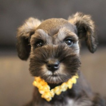 ミニチュアシュナウザー【千葉県・男の子・2023年1月20日・ソルト&ペッパー】の写真「健康診断異常なし☺️すぐにお迎え出来ます🌸」