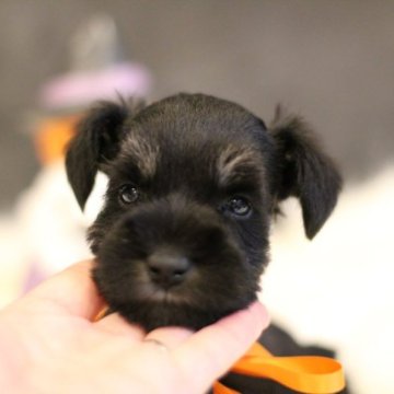 ミニチュアシュナウザー【千葉県・男の子・2023年9月16日・ブラック&シルバー】の写真「可愛い癒し系の王子様💕」