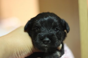 ミニチュアシュナウザー【千葉県・女の子・2013年5月4日・ブラック&シルバー】の写真「」