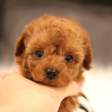 トイプードル(ティーカップ)【千葉県・男の子・2024年8月4日・レッド】の写真「とっても人懐っこい🥰尻尾ぷりぷり愛嬌満点❤️」